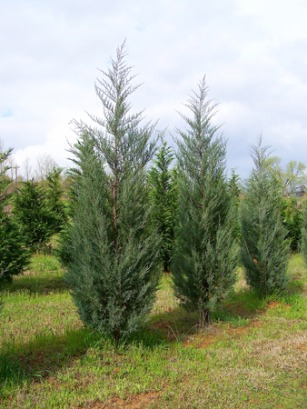 Juniperus Burkii Cedar