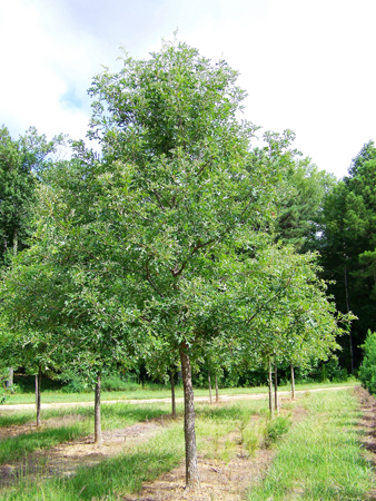 Quercus Overcup, 5 inch