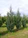 Juniperus Burkii Cedar